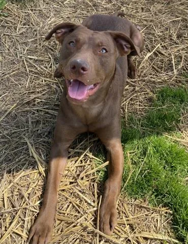 A young large-sized female Labrador Retriever dog named Chessie for adoption in Clinton Township, MI