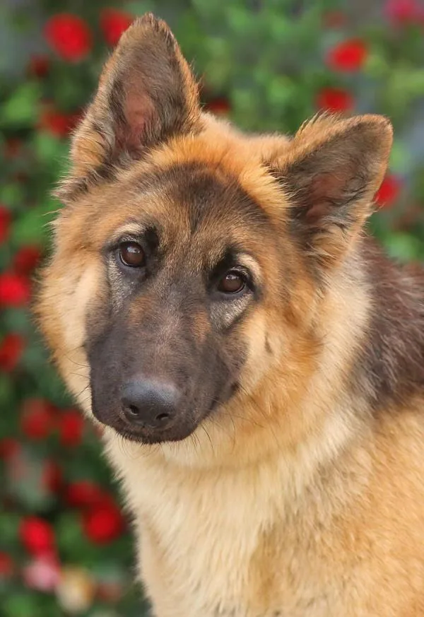 Electra Von Elze thumbnail 4