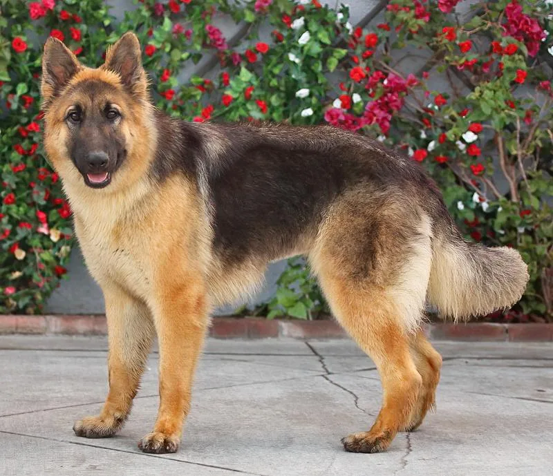 Electra Von Elze thumbnail 5