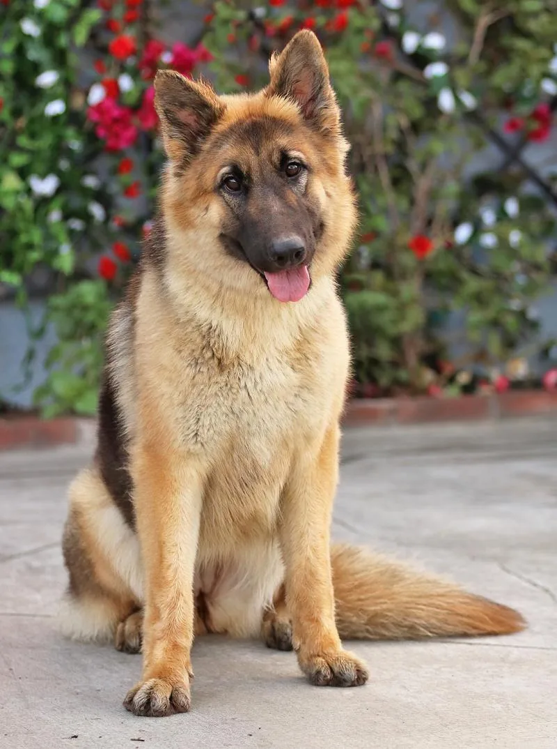 Electra Von Elze thumbnail 6