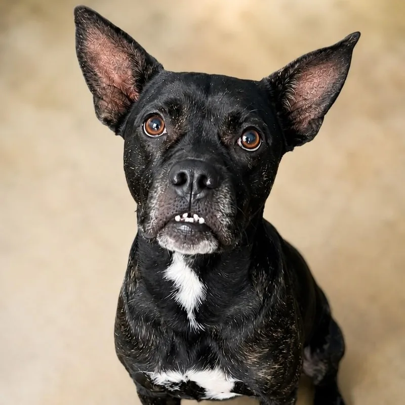 A young medium-sized female Black Terrier dog named Espresso for adoption in House Springs, MO