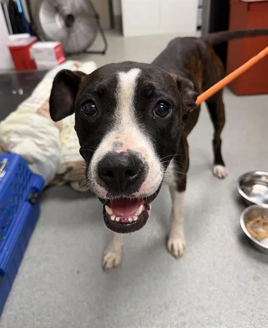 An adult large-sized female Pit Bull Terrier dog named Sprinkles for adoption in Ontario, CA