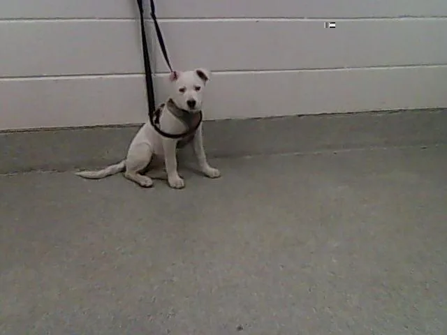 A baby medium-sized female Pit Bull Terrier dog named Hayes for adoption in Loveland, CO
