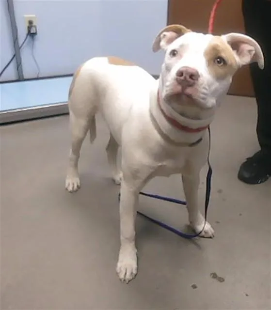 A young large-sized female Pit Bull Terrier dog named Sundae for adoption in Phoenix, AZ