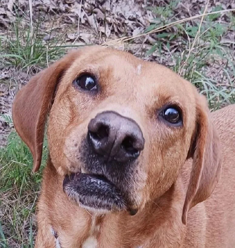 Rosie