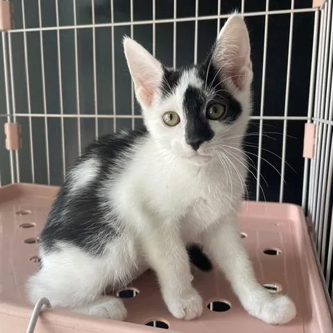 A baby small-sized female White Domestic Medium Hair cat named Oreo for adoption in Dayton, OH
