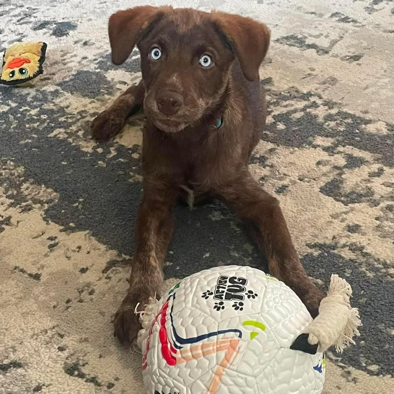 A baby medium-sized male Brown / Chocolate Husky dog named Balo for adoption in Jarrettsville, MD