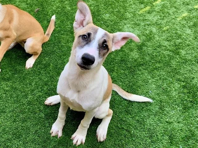 A young small-sized female Anatolian Shepherd dog named Tabitha for adoption in Moreno Valley, CA
