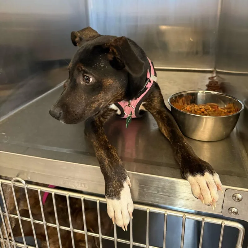 A baby medium-sized female Black Plott Hound dog named Ecco for adoption in New Orleans, LA