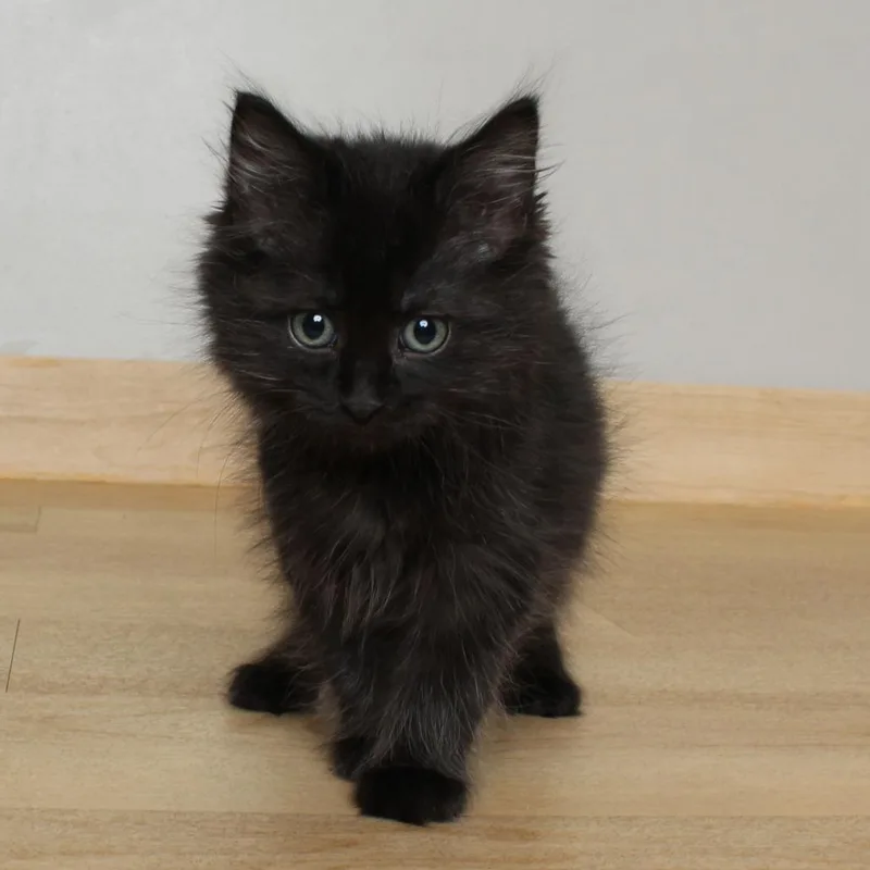 A baby small-sized male Black Domestic Long Hair cat named Rigatoni C for adoption in Minnetonka, MN