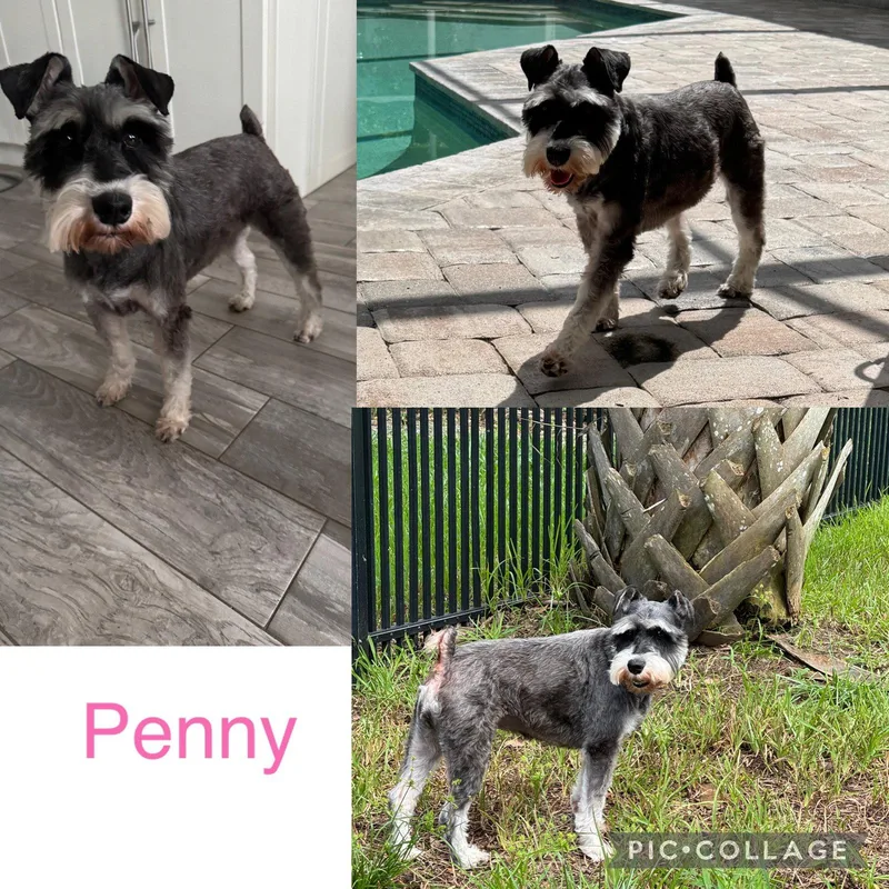 An adult medium-sized female Schnauzer dog named Penny Schnauzer for adoption in Valrico, FL