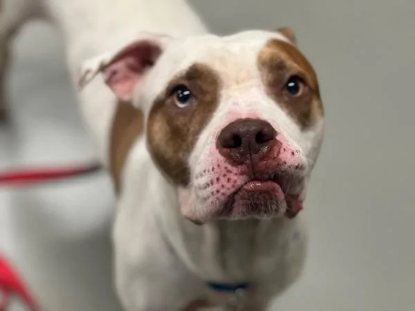 A young medium-sized male Mixed Breed dog named North Oakland for adoption in Ridgewood, NY