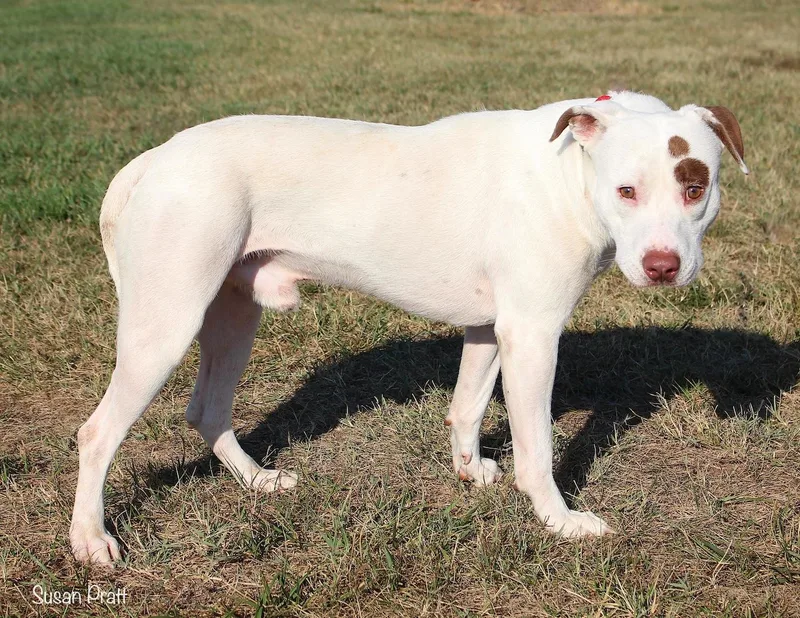 An adult medium-sized male White / Cream Pit Bull Terrier dog named Roach for adoption in Bedford, VA