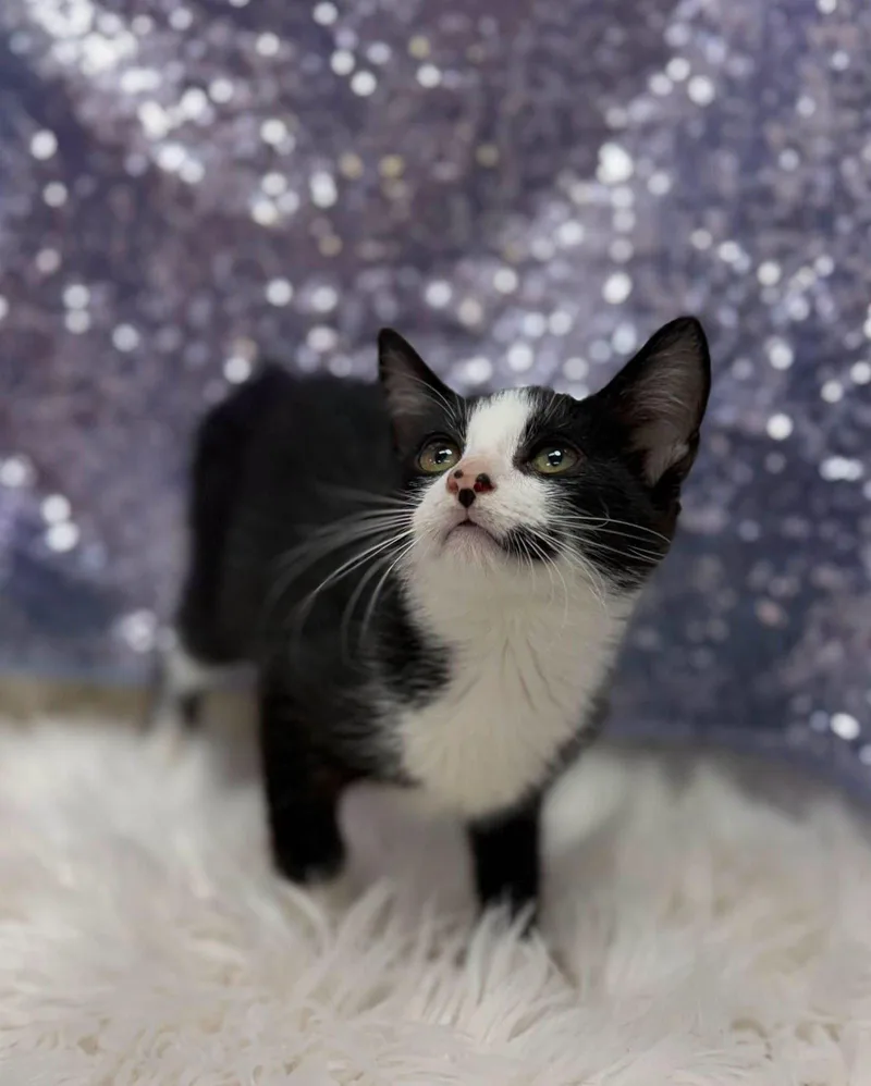 A young medium-sized male Black & White / Tuxedo Domestic Short Hair cat named Squishmallow for adoption in Clarkesville, GA