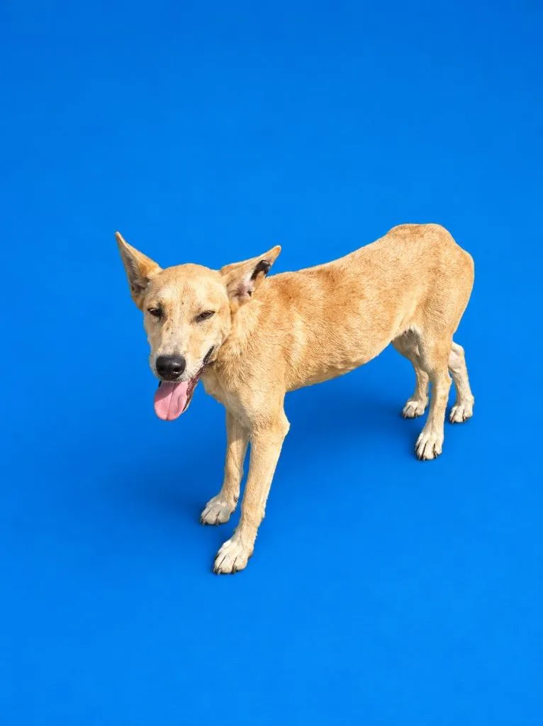 A young small-sized male Terrier dog named Jim for adoption in Wauchula, FL