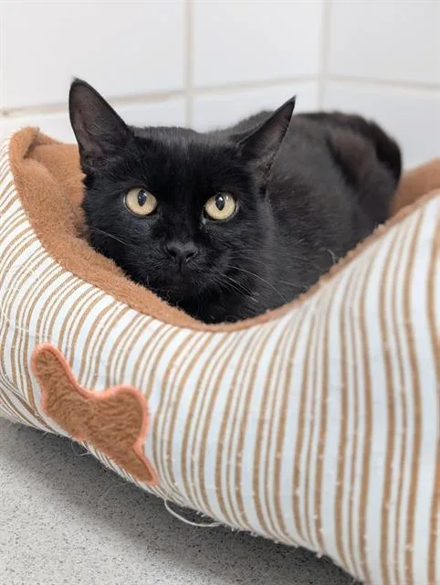 An adult medium-sized female Domestic Short Hair cat named Summer for adoption in Canfield, OH