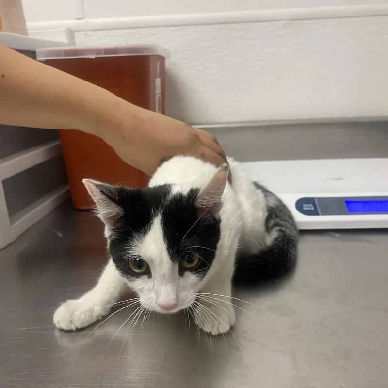 A baby small-sized male Domestic Short Hair cat named Chirp for adoption in Henderson, NV