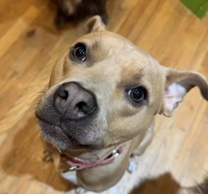 An adult medium-sized female Pit Bull Terrier dog named Skylar for adoption in Atlanta, GA