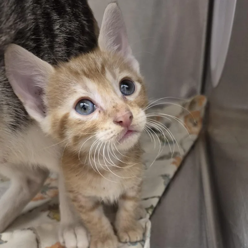 A baby small-sized male Buff / Tan / Fawn Domestic Short Hair cat named Prism for adoption in Kingman, KS