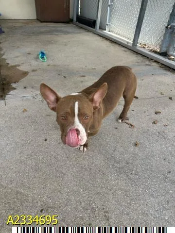 A young small-sized male Mixed Breed dog named Mj for adoption in West Palm Beach, FL