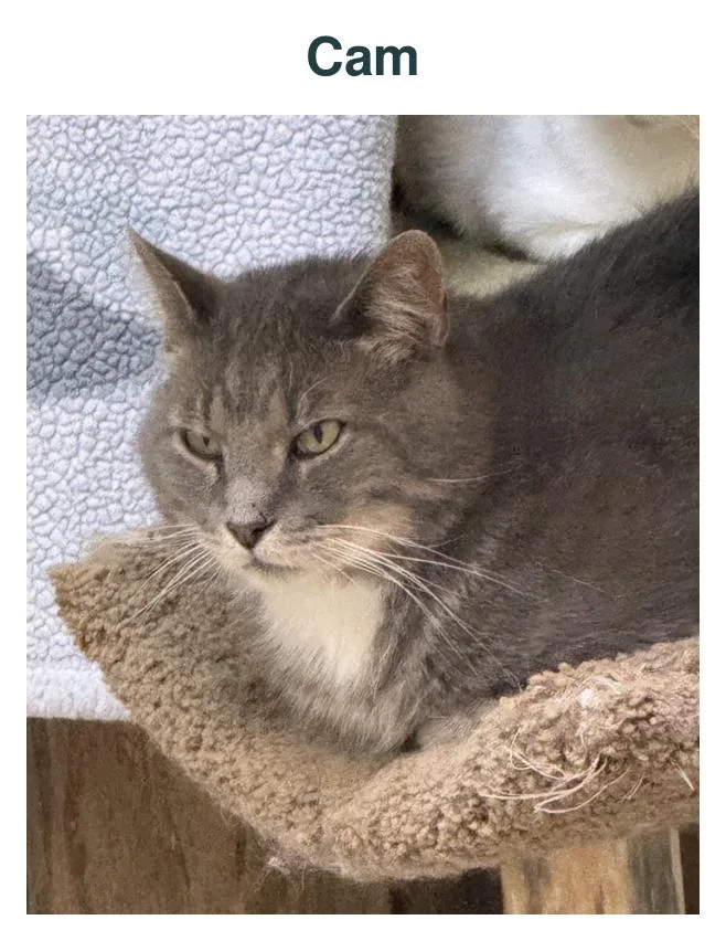 An adult large-sized male Domestic Medium Hair cat named Cam for adoption in Richland Center, WI