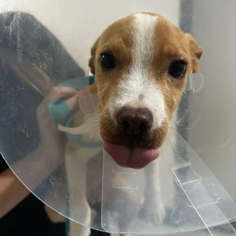 A young medium-sized female Yellow / Tan / Blond / Fawn Bull Terrier dog named Lexi for adoption in Lake Havasu City, AZ