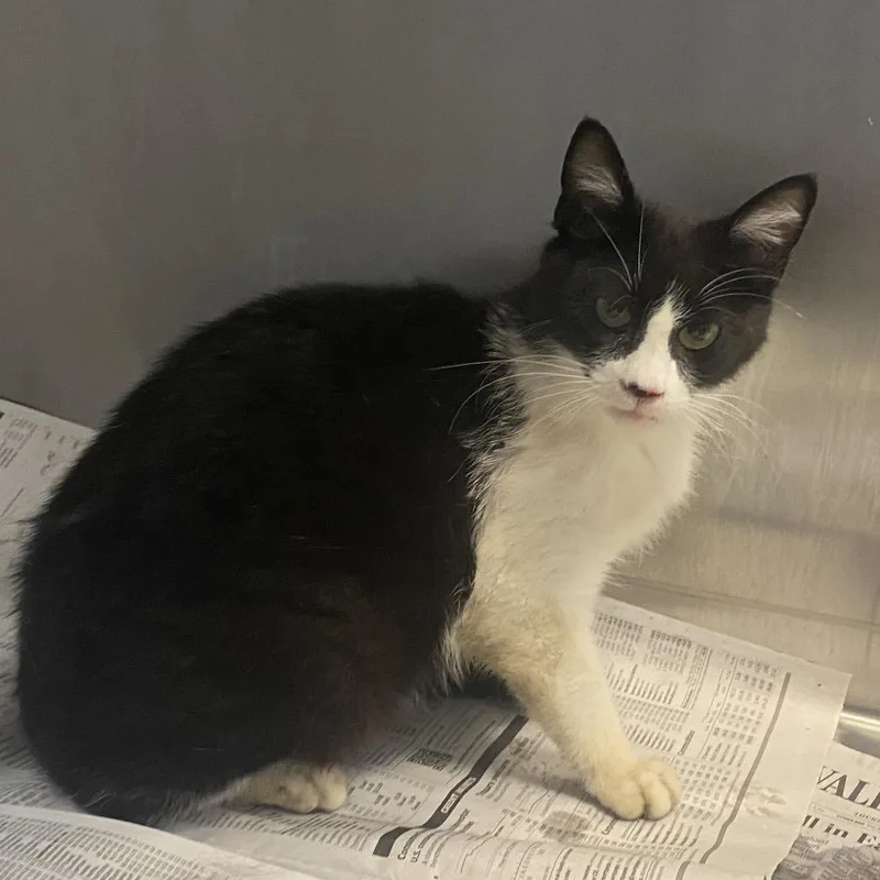 An adult medium-sized female Black Domestic Short Hair cat named Eleanor for adoption in Red House, WV