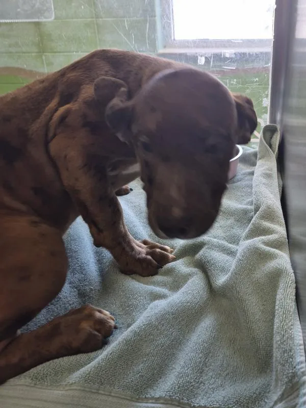 A baby small-sized female Great Dane dog named Pen Goose for adoption in Lawrenceville, GA