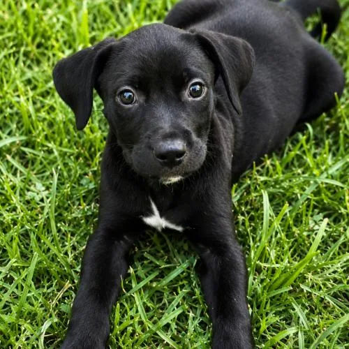 A baby medium-sized female Black Labrador Retriever dog named Turner for adoption in Sanford, NC