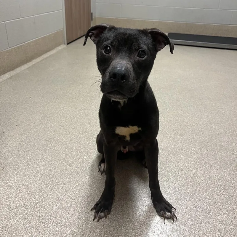 A young medium-sized male Black Mixed Breed dog named Hawkeye for adoption in Bristol, IN