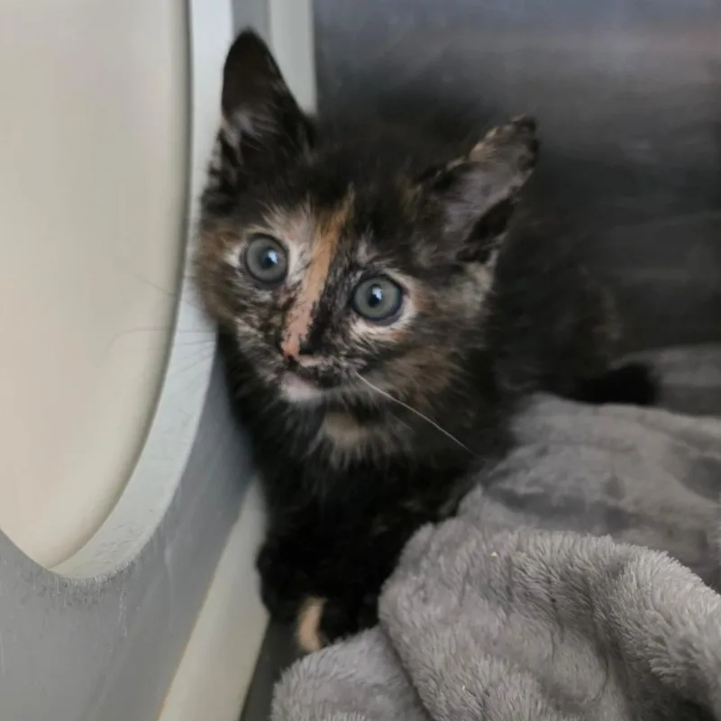 A baby small-sized female Tortoiseshell Domestic Short Hair cat named African Violet for adoption in Chatham, VA