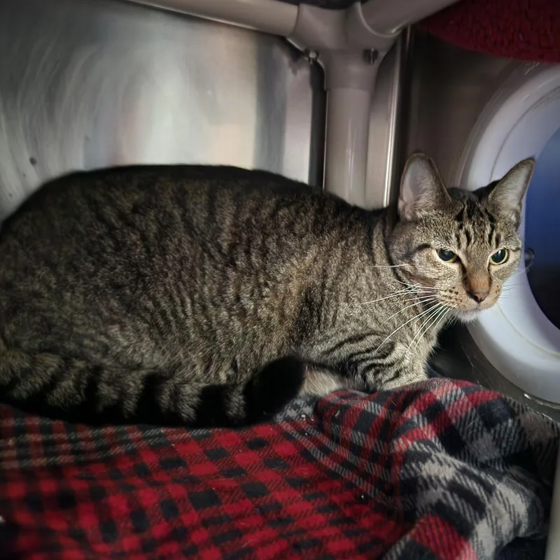 An adult medium-sized female Gray / Blue / Silver Domestic Short Hair cat named Remy for adoption in Grand Rapids, MI