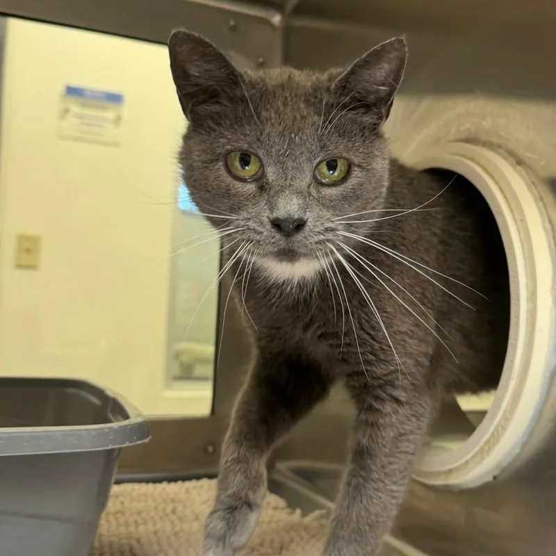A senior medium-sized female Domestic Short Hair cat named Pamphlet for adoption in York, PA