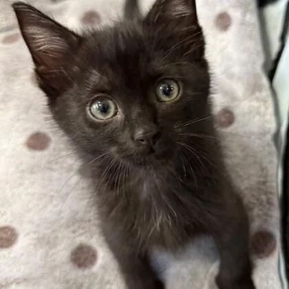 A baby small-sized male Black Domestic Short Hair cat named Carbon for adoption in Novelty, OH