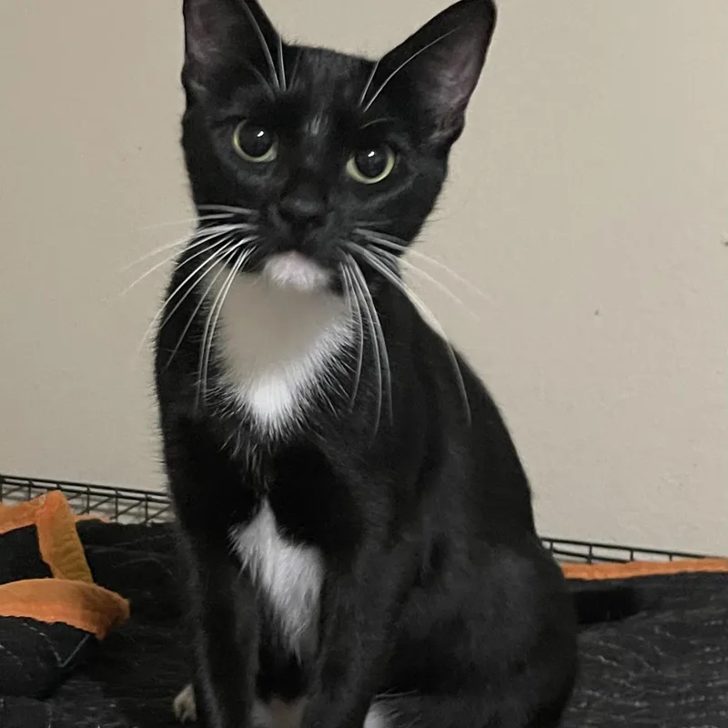 A young small-sized female Black & White / Tuxedo Domestic Short Hair cat named Betty Boop for adoption in Liverpool, TX