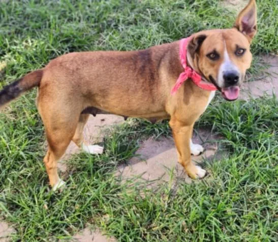 An adult large-sized female Staffordshire Bull Terrier dog named Belle for adoption in Houston, TX