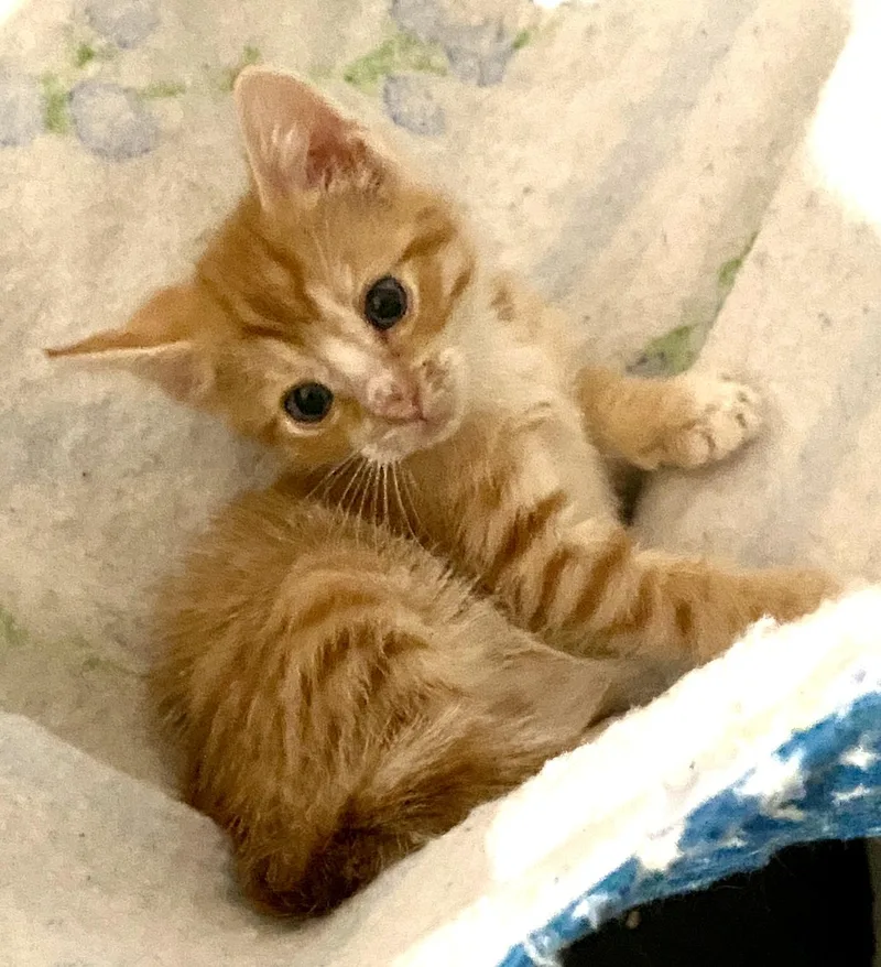 A baby medium-sized male Orange & White Tabby cat named Deviled Egg for adoption in Red Bank, NJ