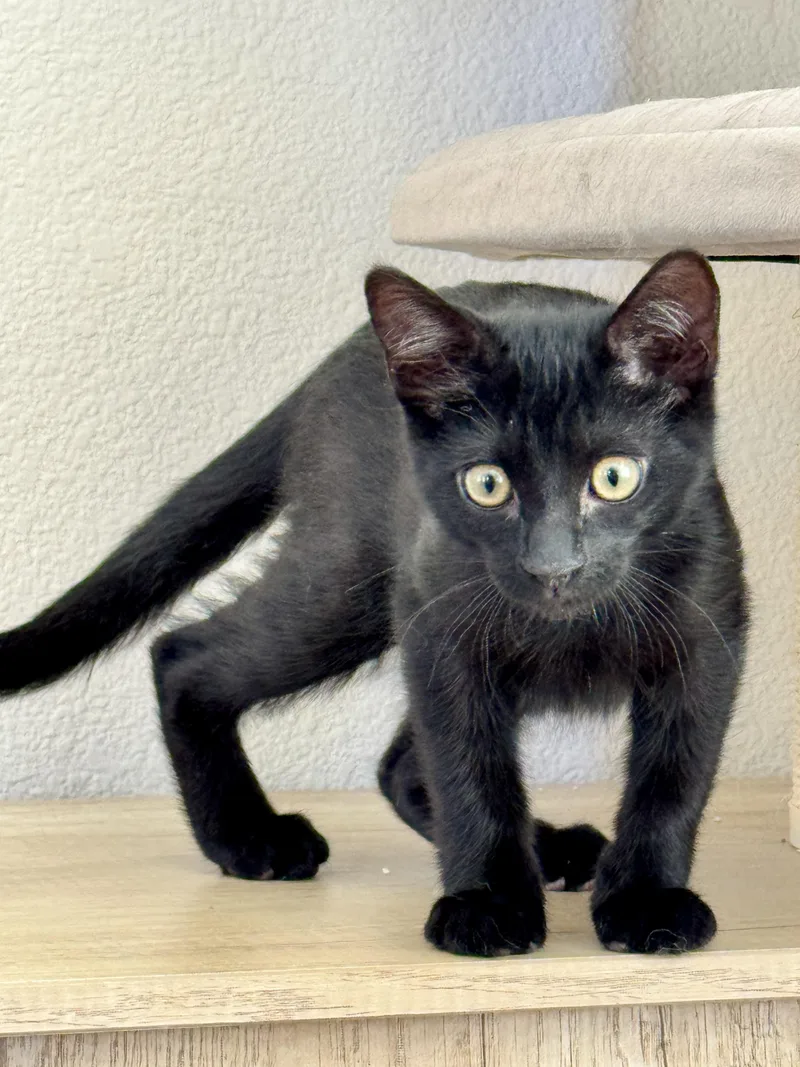 A baby small-sized male Domestic Short Hair cat named Falcon for adoption in Carlsbad, CA