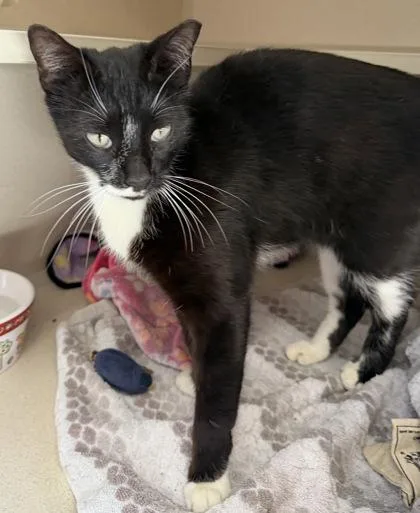 An adult medium-sized female Black & White / Tuxedo Domestic Short Hair cat named Domzee for adoption in Salem, NH