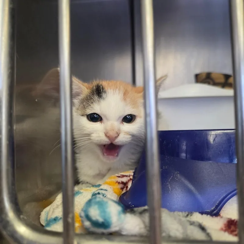A baby small-sized female White Domestic Short Hair cat named Ivy for adoption in Spokane, WA