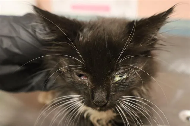 A baby small-sized female Domestic Short Hair cat named Echo for adoption in Columbia, SC