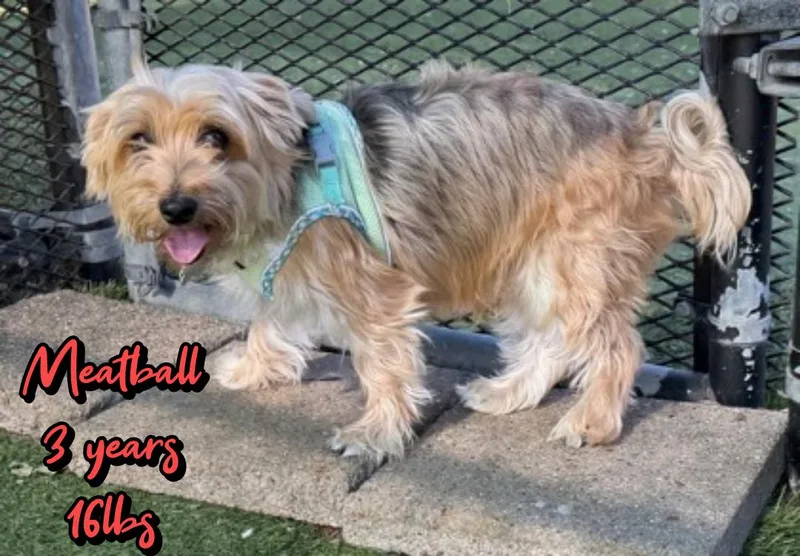 An adult small-sized male Yorkshire Terrier dog named Meatball for adoption in Holbrook, NY