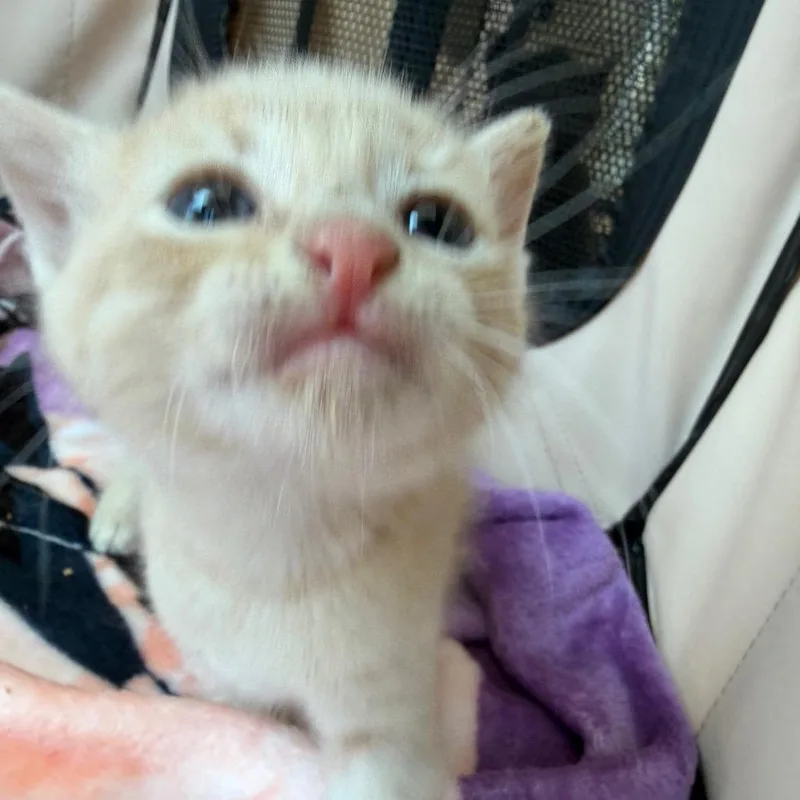A baby small-sized male Buff / Tan / Fawn Domestic Short Hair cat named Skittles for adoption in Tustin, CA