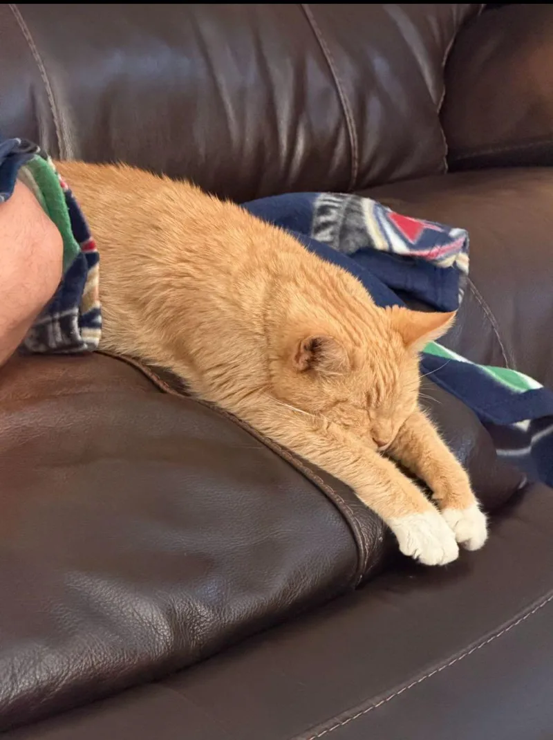 A young medium-sized female Orange & White Tabby cat named Bindie for adoption in Los Angeles, CA