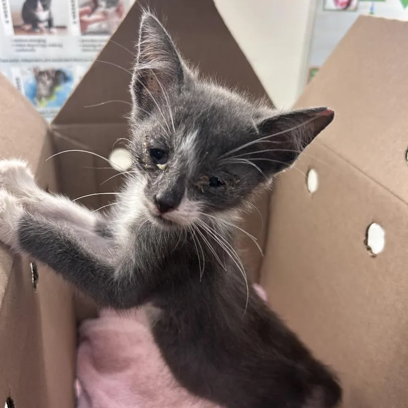 A baby small-sized female Gray / Blue / Silver Domestic Short Hair cat named Gladiolus for adoption in Jacksonville, FL