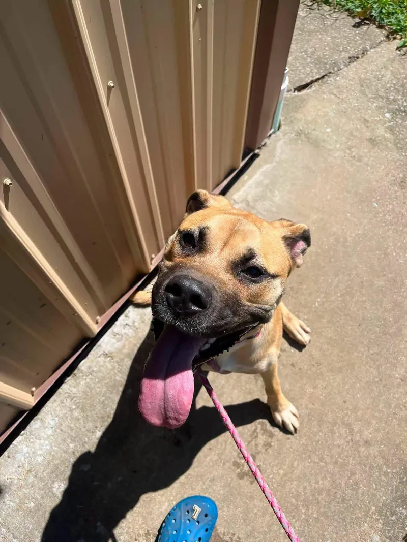 A young large-sized female Sable Great Dane dog named Tilly for adoption in Salem, WV