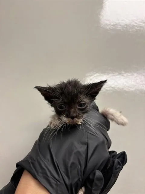 A baby small-sized female Domestic Short Hair cat named Daisy for adoption in Ontario, CA