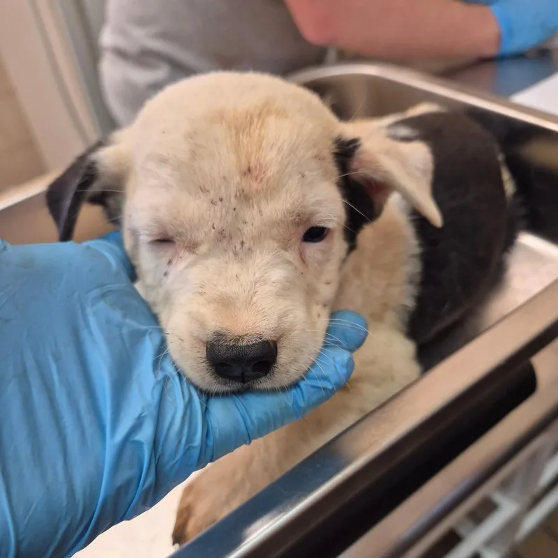 A baby small-sized female White / Cream Pit Bull Terrier dog named Pepper for adoption in Birmingham, AL