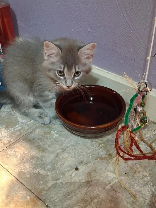 A baby small-sized female Domestic Medium Hair cat named Kolache for adoption in San Antonio, TX