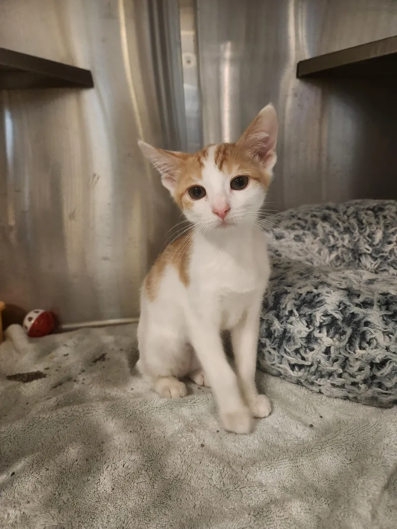 A baby medium-sized male Orange & White Domestic Short Hair cat named Atlas for adoption in Charleston, SC